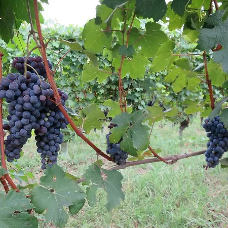 Cascina Bricco